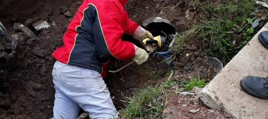 Trabajadores municipales rescatan a una perra y sus cachorritos