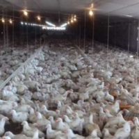 Denunció que un perro mató a más de 3.000 pollos en Recreo