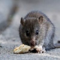 Santa Fe confirmó dos muertes por leptospirosis y no registra casos de hantavirus