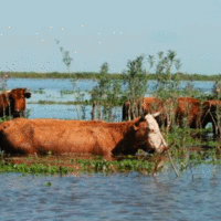 El temporal golpea al norte santafesino y pone en riesgo a miles de animales