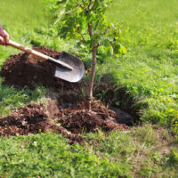Conciencia ecológica: en Recreo vecinos podrán solicitar un árbol gratuitamente