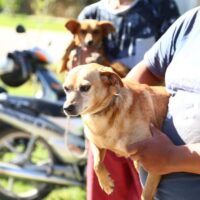 El programa de castraciones continúa por los barrios de Recreo