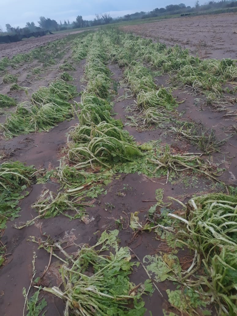 Destrozos importantes causó la tormenta con granizo en las quintas de