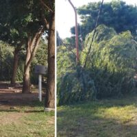 Árboles caídos y cortes de energía, lo que dejó el viento de esta madrugada en Recreo