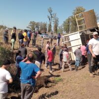 Accidente en Nelson: vuelco de un camión jaula y faena de animales en plena ruta 11