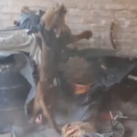 Un puma apareció en una casa de Cabaña Leiva