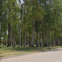 Monte Vera: polémica por la poda y retiro de eucaliptos en el predio del ferrocarril, la explicación del municipio