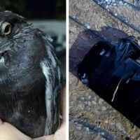 Una paloma llevaba un celular atado en inmediaciones de la cárcel de Coronda