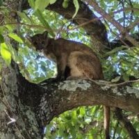 Buscan a un puma en Cayastá