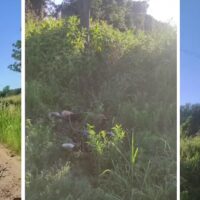 Monte Vera: dos perros murieron electrocutados en zona rural