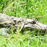 Se concretó en Santa Fe la reinserción de Ricardito, el yacaré que pasó más de 10 años en el Instituto Malbrán