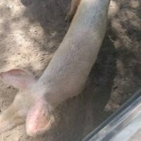 Denunciaron abandono y muertes de animales en un complejo de Colastiné