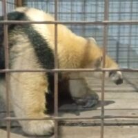 Rescatan a un oso melero atrapado en las vías de Laguna Paiva