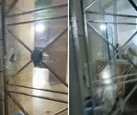 Atacó la municipalidad de Santa Fe tras ser retirado de una plaza