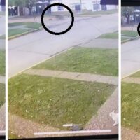 Repudiable hecho de maltrato animal en pleno centro de Recreo