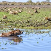 Provincia concretó más de 500 liberaciones de fauna silvestre en 2025