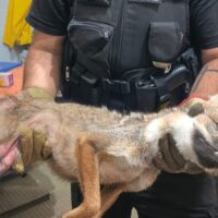 Asistieron a un zorro herido que apareció en Nelson