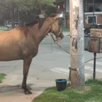 La policía logró atrapar un caballo desbocado tras más de 10 horas de operativo