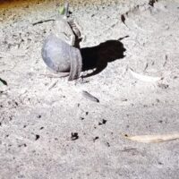 Desactivaron una granada hallada en un barrio de Coronda