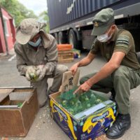 Incautaron más de 500 ejemplares en un control sobre la ruta 34