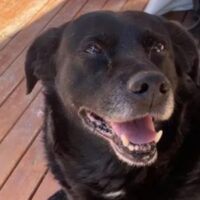 Condenaron al dueño del pitbull que mató a “Garrafa” en Ciudad Universitaria