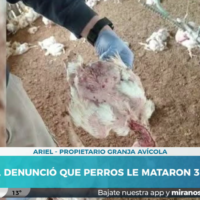 “No entran por hambre, entran a jugar”: tres perros mataron 3 mil pollos en Recreo