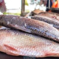 Nueva edición de la feria de pescado de río a precios accesibles en Santa Fe