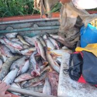 Infraccionaron a cinco personas por depredación ictícola y secuestraron más de 800 peces en Arroyo Leyes