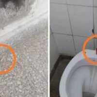 La Justicia avanzó contra jóvenes por intimidación en un colegio de Llambi Campbell