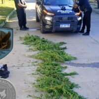Laguna Paiva: aprehendieron a un joven con 39 ramas de marihuana en plena vía pública