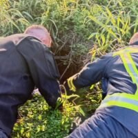 Rescataron a un perro que cayó en un pozo en Recreo: destacada labor de policías y bomberos