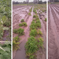 Se perdió el 80% de las quintas y suben los precios de las verduras