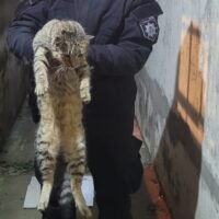 Salvaron a un gato que quedó atrapado en un caño en Santa Fe