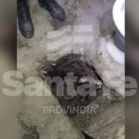 En Piñero hallaron un túnel en un baño del pabellón de alto perfil